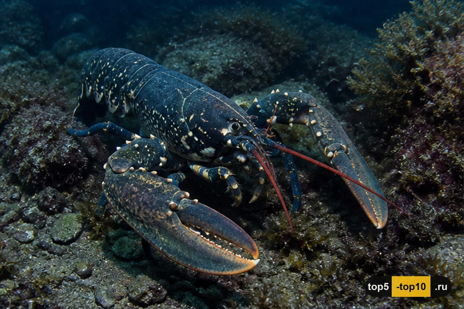 Европейский омар на каменистом дне холодного моря
