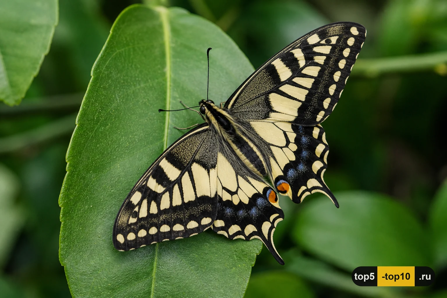 Бабочка Papilio xuthus отдыхает на листе цитруса