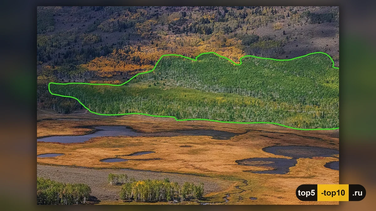 Осенняя роща осины Пандо, соединённая общей корневой системой
