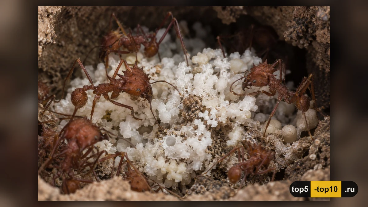 Колония Acromyrmex octospinosus ухаживает за грибной плантацией