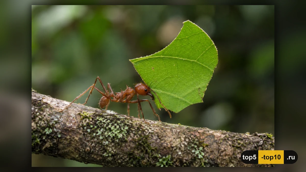 Atta cephalotes переносит свежие листья к подземной ферме