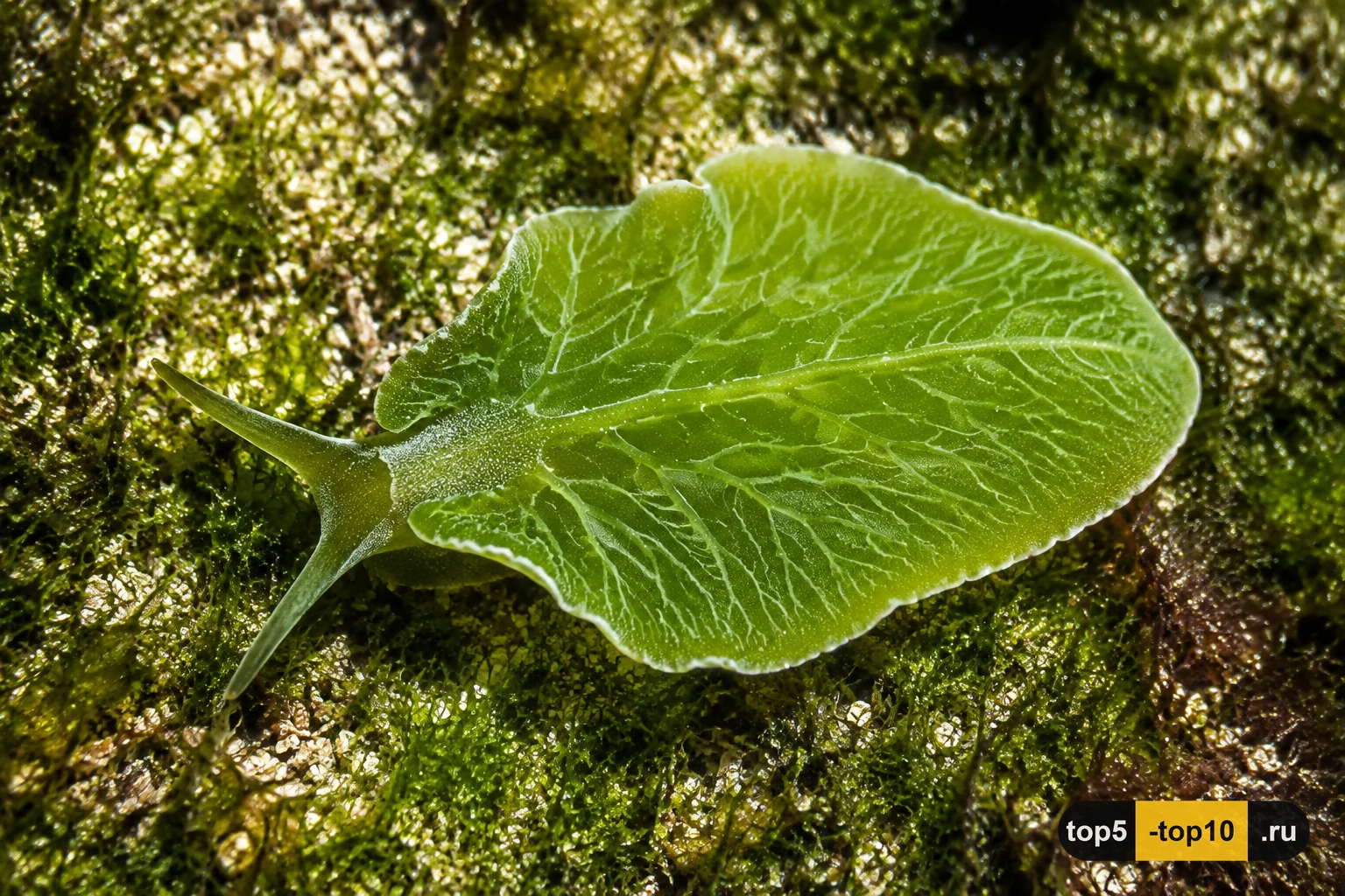 Листовидный морской слизень Elysia chlorotica на освещённом мелководье
