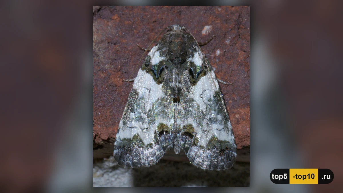 Моль Cerma cerintha с серебристым рисунком на крыльях