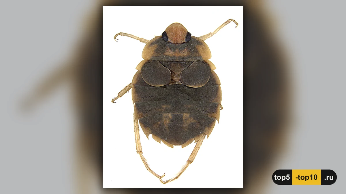 Речной клоп Aphelocheirus с тонким воздушным пластроном