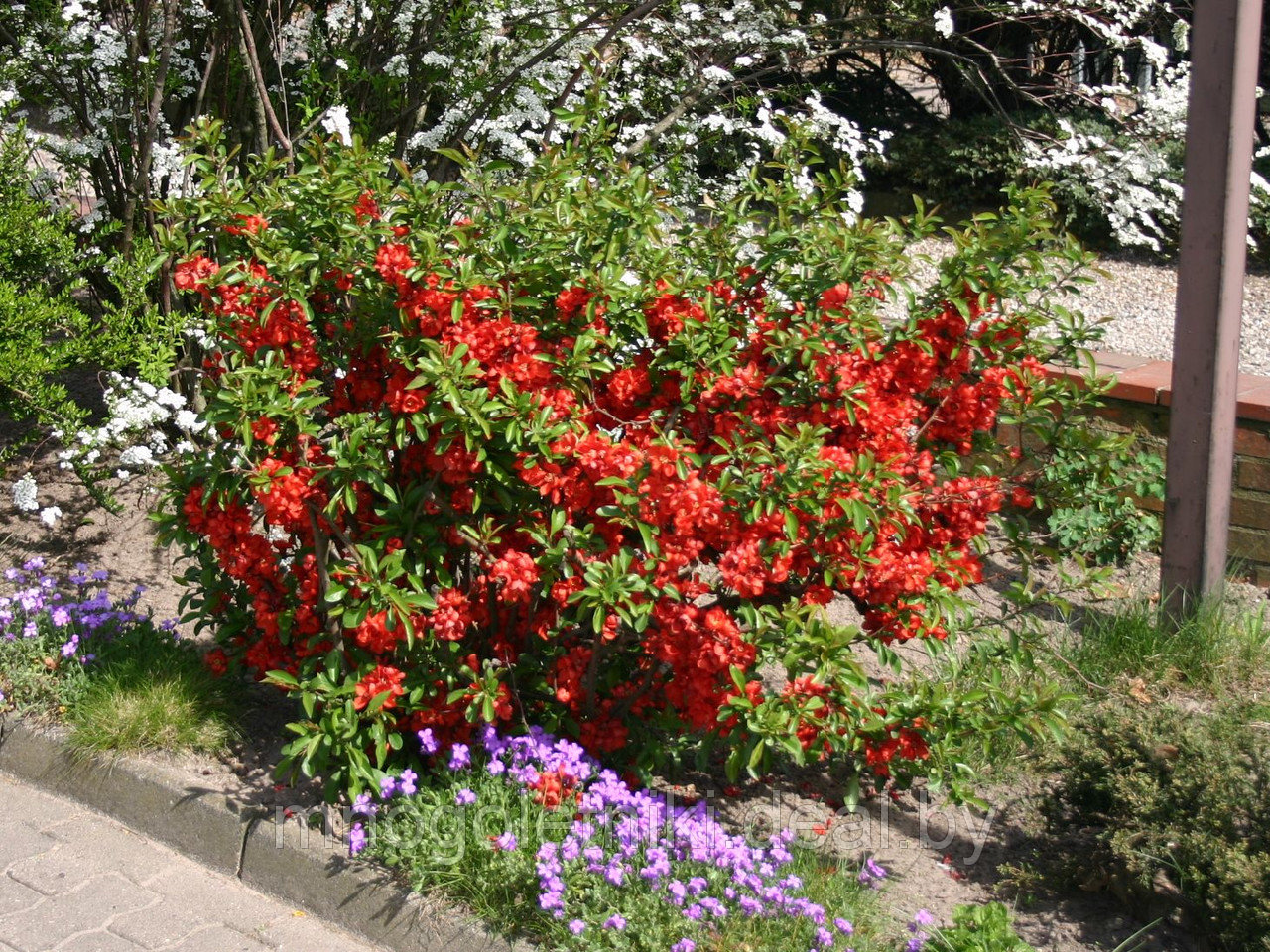 Айва японская (Chaenomeles japonica)