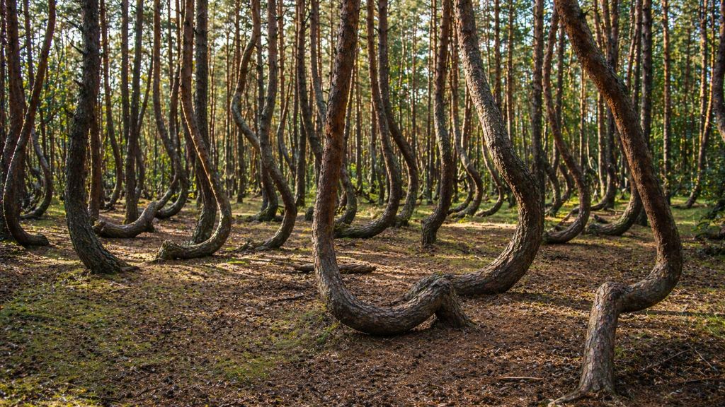 Танцующий лес (Россия, Куршская коса)